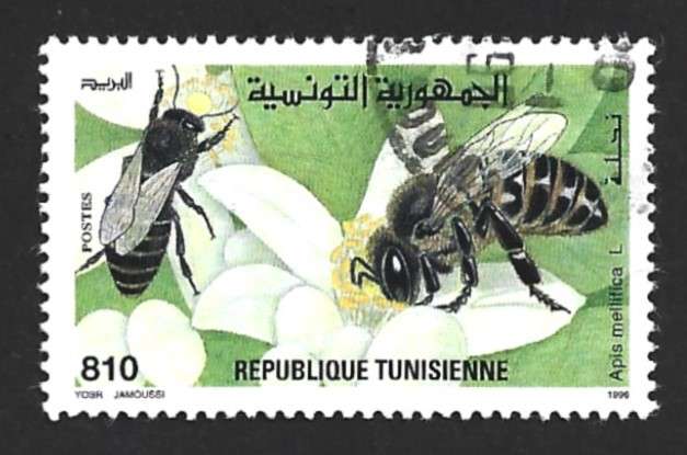 1996 TUNISIA INSECTS
