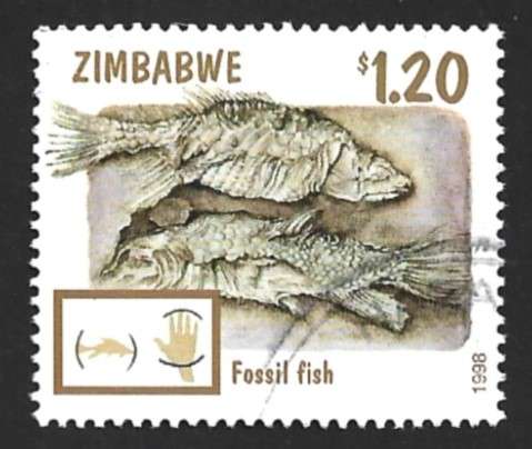 1998 ZIMBABWE FOSSILS