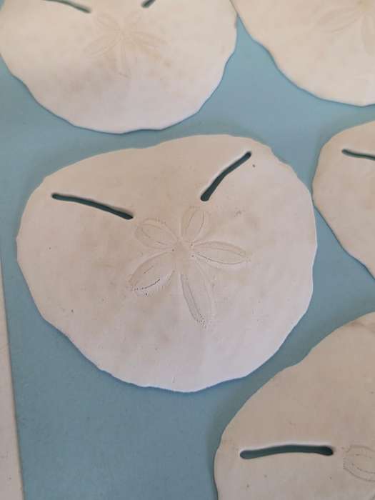 12 x Real Pansy Shells - Good condition Various sizes - what you see is what you get.