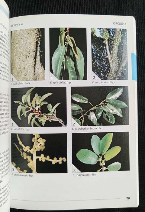 Field Guide to Trees of Southern Africa by Braam van Wyk & Piet van Wyk