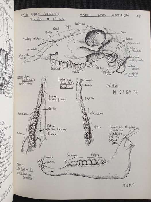 Biological Drawings with notes by Maud Jepson