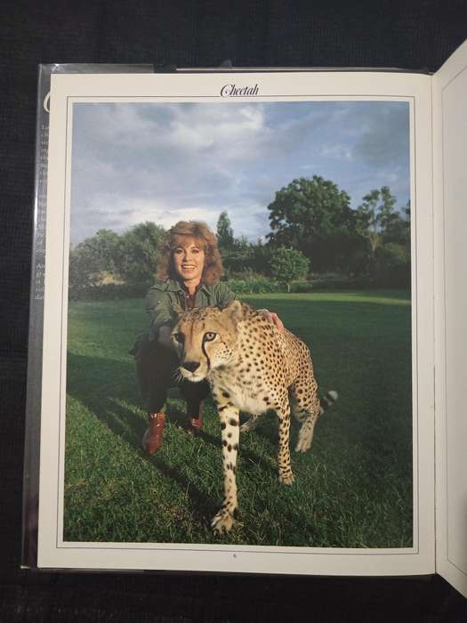 Cheetah by Kathrine & Karl Ammann