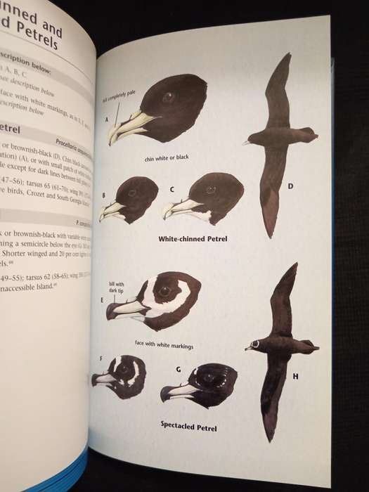 Identification of Seabirds of the Southern Ocean by Derek Onley & Sandy Battle