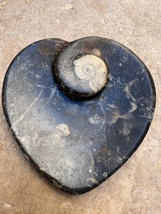 Fossil heart dish Fibonacci