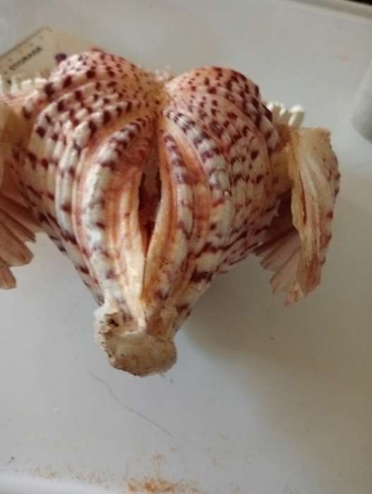 VINTGE SHELL OWL ORNAMENT