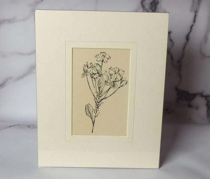 An original ink sketch by international artist Hedwig Brecher Eibuschitz " botanical study "