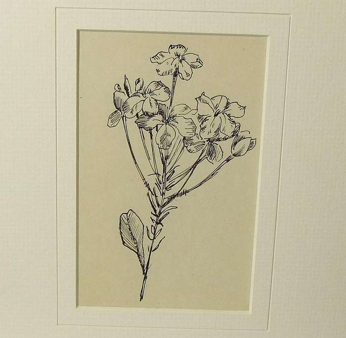 An original ink sketch by international artist Hedwig Brecher Eibuschitz " botanical study "