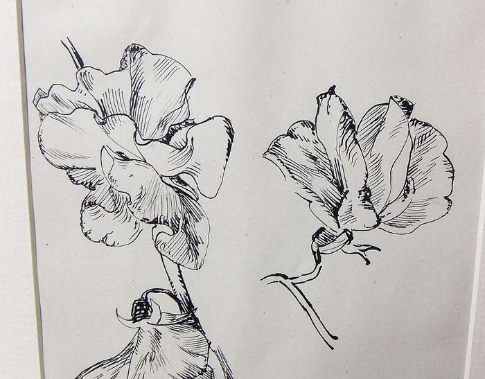 An original ink sketch by international artist Hedwig Brecher Eibuschitz " botanical study "