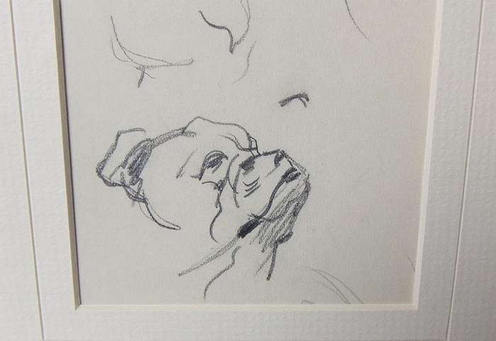 An original pencil sketch by international artist Hedwig Brecher Eibuschitz " Bulldog study "