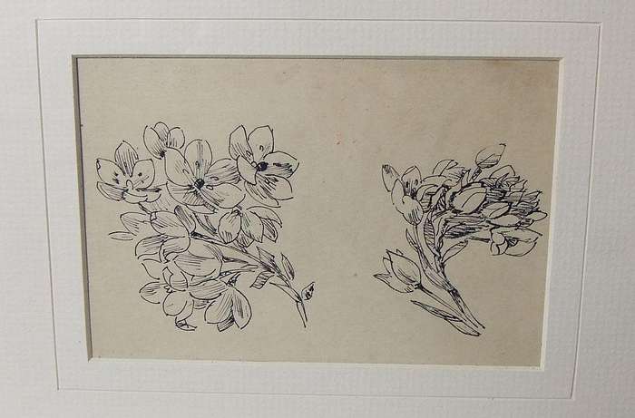 An original ink sketch by international artist Hedwig Brecher Eibuschitz " botanical study "