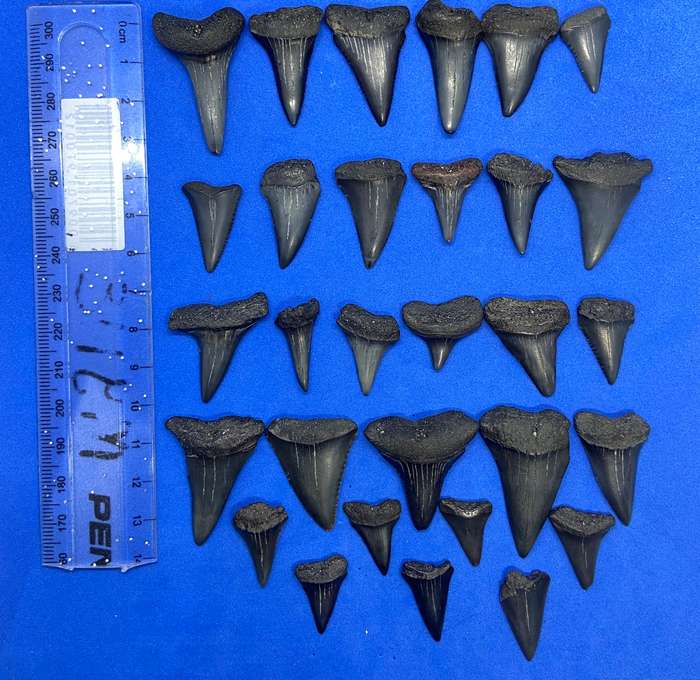 MEGALODON SHARK TOOTH & SHARK FOSSILIZED TEETH MEGA BUNDLE