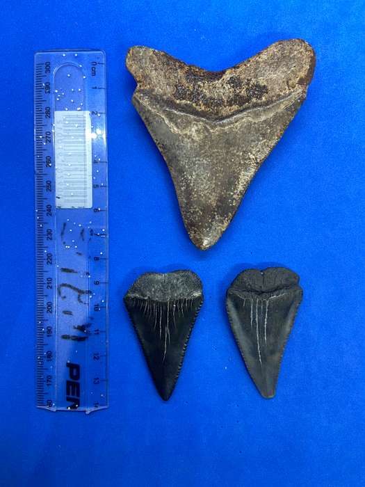 MEGALODON SHARK TOOTH & SHARK FOSSILIZED TEETH MEGA BUNDLE