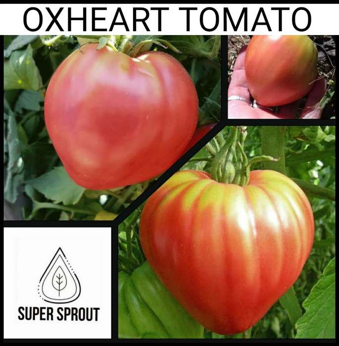 OX HEART TOMATOES x 15 seeds