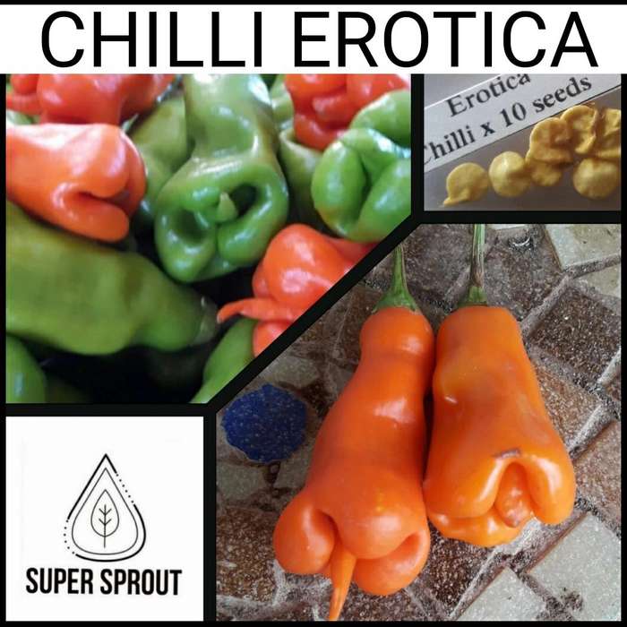 CHILLI EROTICA PEPPER (Hotness 4)  X 10+ organic seeds