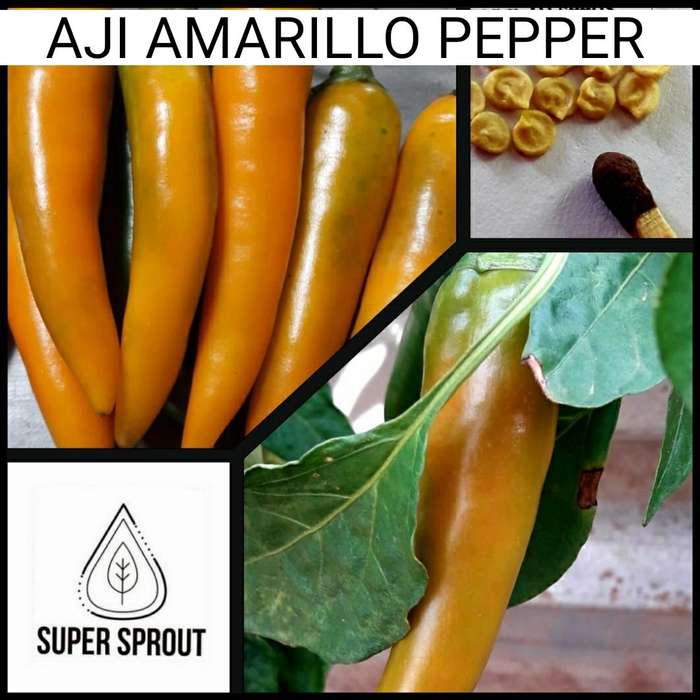 AJI AMARILLO CHILLI  PEPPER  x 10+ organic seeds