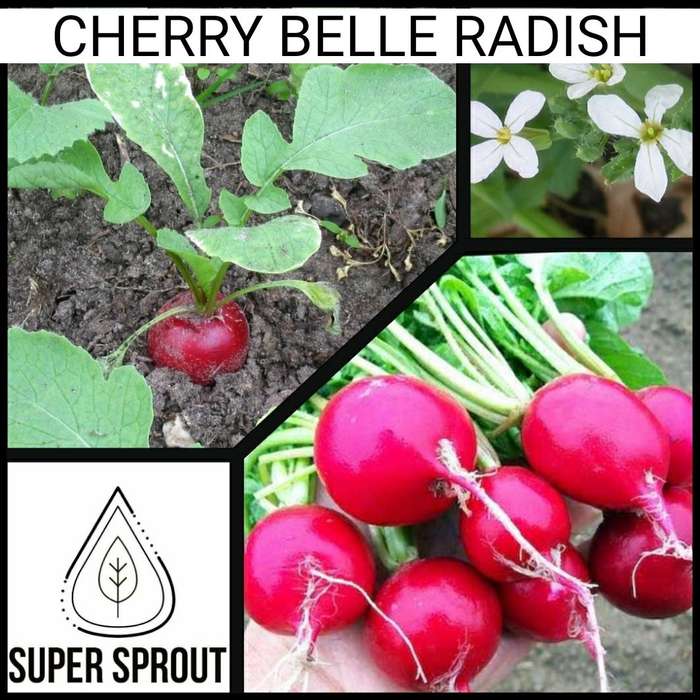RADISH CHERRY BELLE x 50+ seeds