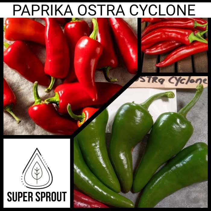 HUNGARIAN PAPRIKA OSTRA CYCLONE x 10 organic seeds