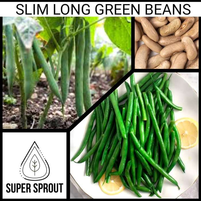 SLIM LONG GREEN BEANS x 20+ organic seeds
