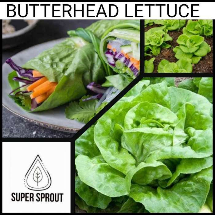 BUTTERHEAD LETTUCE x 25 seeds
