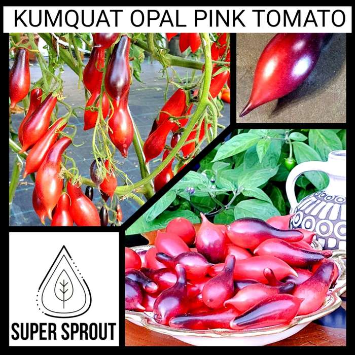 KUMQUAT PINK OPAL CHERRY TOMATO x 10 organic seeds