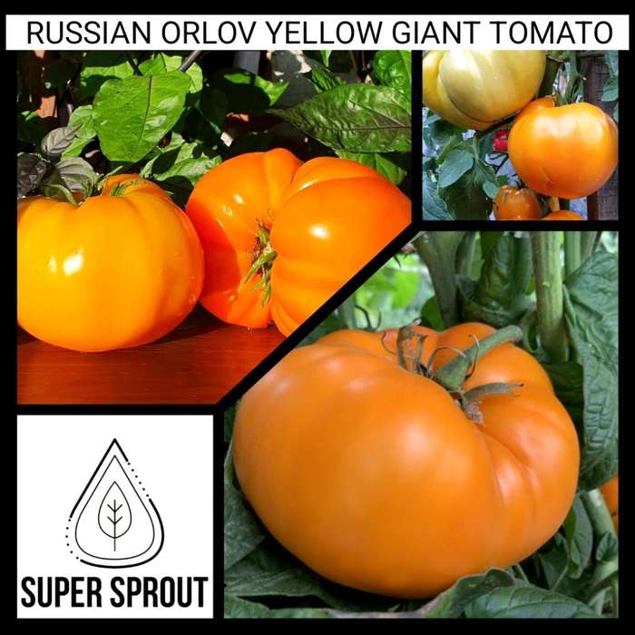 ORLOV YELLOW GIANT TOMATO x 10 seeds