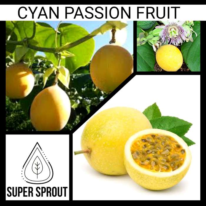 GUAVADILLA/ YELLOW/ CYAN PASSION FRUIT x 10 seeds