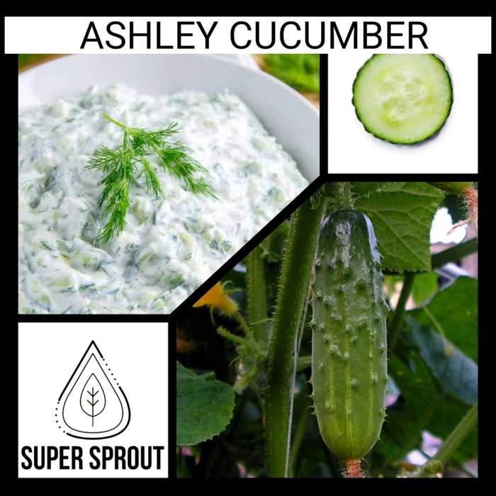 Ashley cucumber x 10 organic seeds