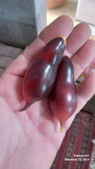 KUMQUAT PINK OPAL CHERRY TOMATO x 10 organic seeds