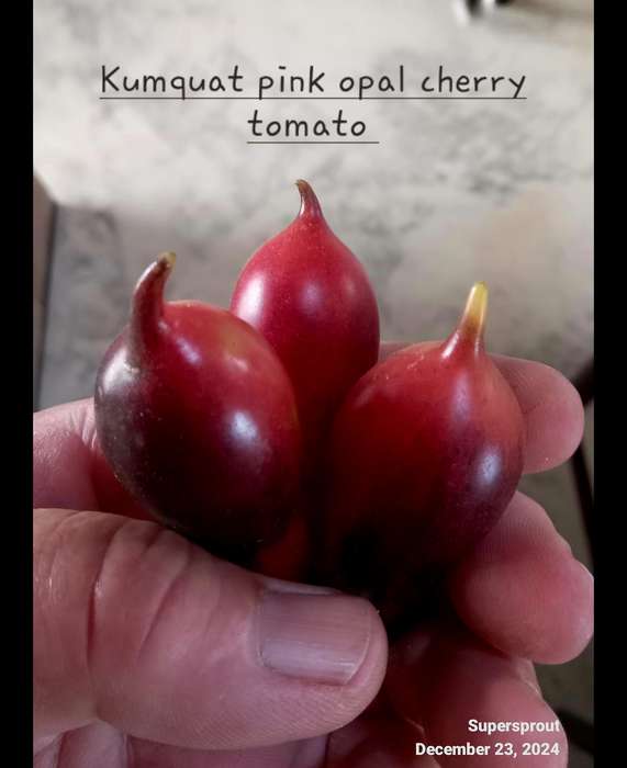 KUMQUAT PINK OPAL CHERRY TOMATO x 10 organic seeds