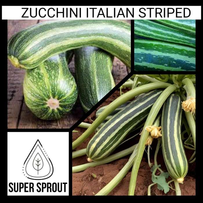 ITALIAN  STRIPED ZUCCHINI x 10 seeds