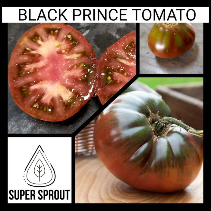TLACOLULA TOMATO x 15 seeds