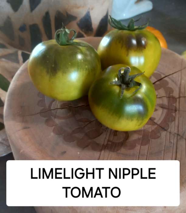 Limelight nipple tomato  x 15 seeds