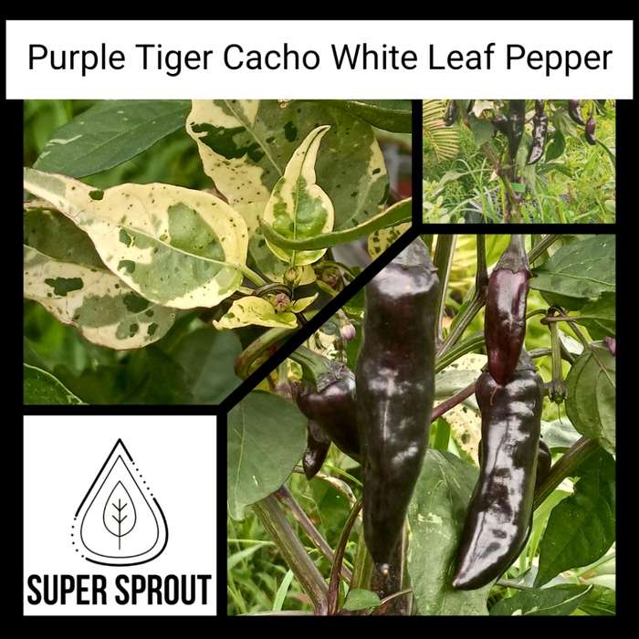 PURPLE TIGER CACHO WHITE LEAF PEPPER x 10 seeds