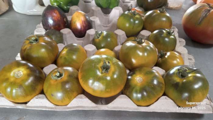 Limelight nipple tomato  x 15 seeds