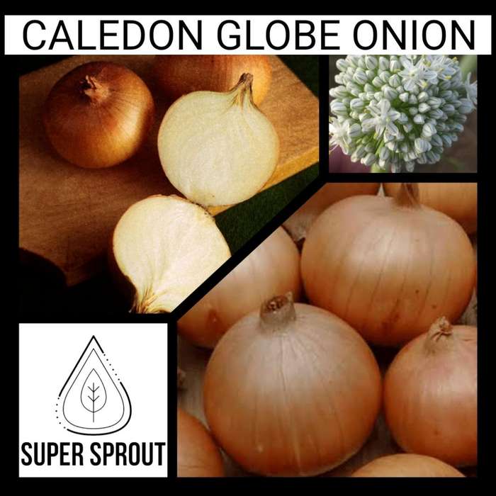 CALEDON GLOBE ONION x 50+ seeds