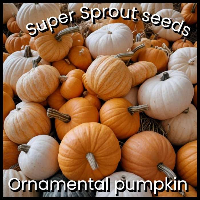KUMQUAT  x 3 seeds