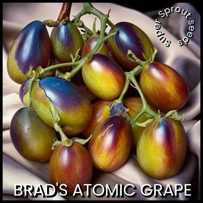 Brad's atomic grape tomato x 10 seeds