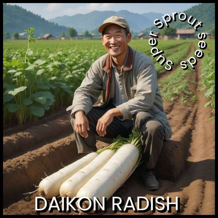 DAIKON RADISH x 50+ seeds