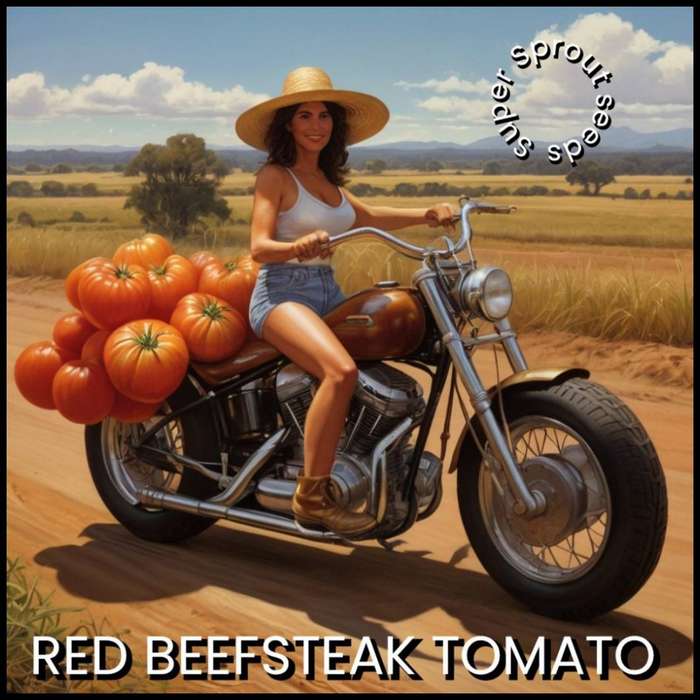 RED BEEFSTEAK TOMATO x 15+ seeds