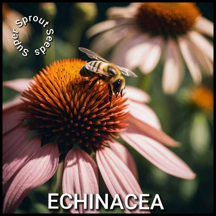 ECHINACEA PURPUREA  x 15 seeds