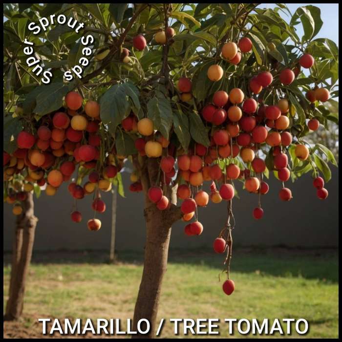 TAMARILLO /TREE TOMATO x 15 seeds