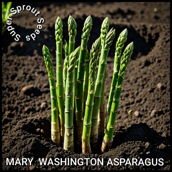 ASPARAGUS MARY WASHINGTON x 10 seeds