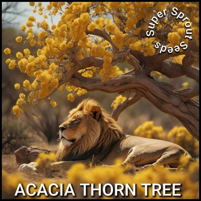 ACACIA THORN TREE x 10 seeds