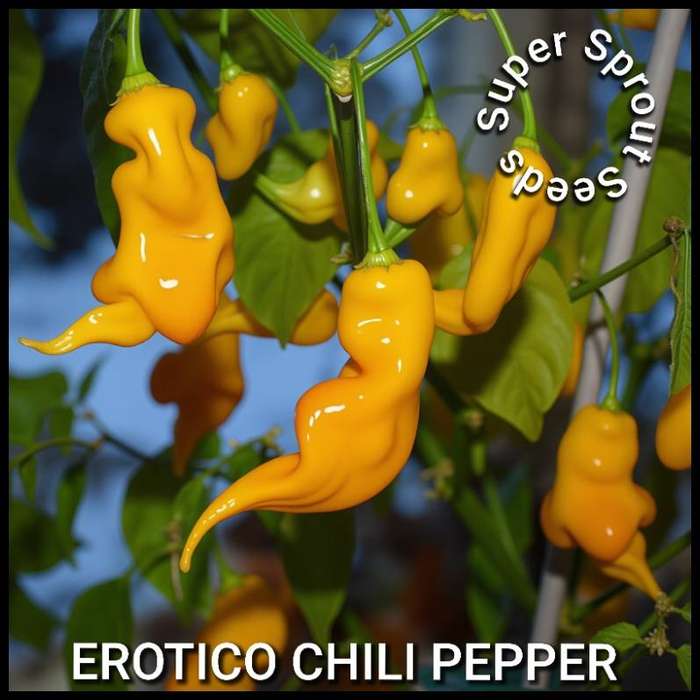 EROTICO CHILI PEPPER x 10 seeds