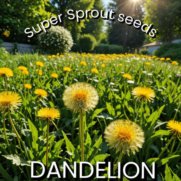 DANDELION x 25+ seeds
