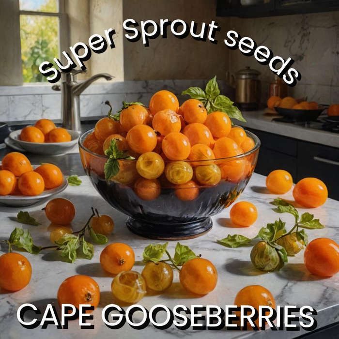 CAPE GOOSEBERRIES x 50+ seeds