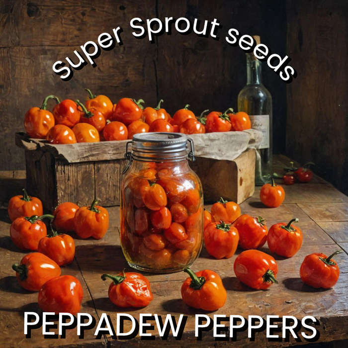 PEPPADEW PIQUANTE  CHILLI  PEPPER  x 15+ organic seeds