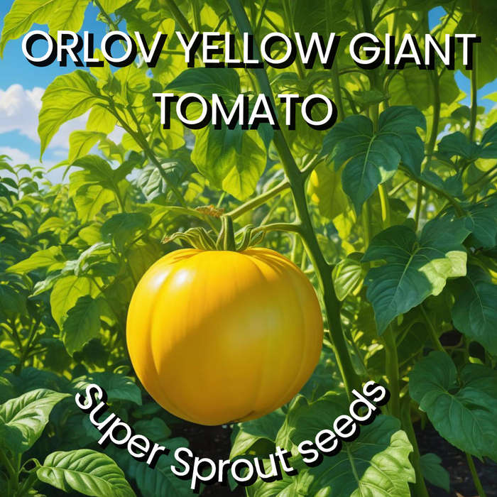 ORLOV YELLOW GIANT TOMATO x 10 seeds