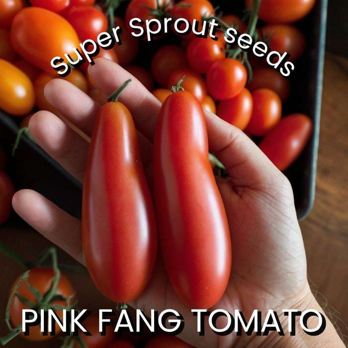 TOMATO PINK FANG x 15 + organic seeds