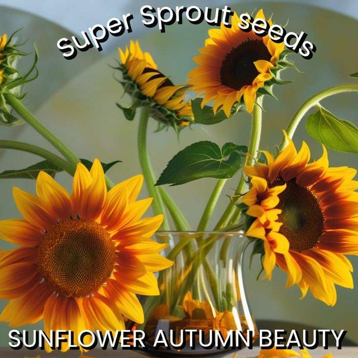 SUNFLOWER AUTUMN BEAUTY x 25 seeds